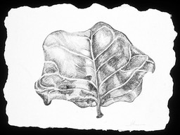 ©2003 Jan Aronson Aguilla Leaf #6 Graphite 6.5x8.5