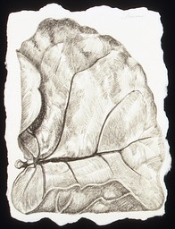 ©2003 Jan Aronson Aguilla Leaf #7 Graphite 8.5x6.5