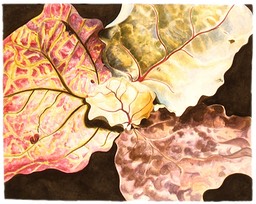 ©2004 Jan Aronson Leaves #22 Watercolor on Paper 16x20