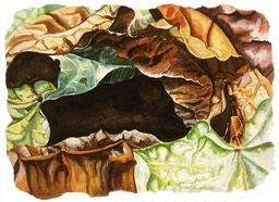 ©2004 Jan Aronson Leaves #29 Watercolor on Paper 11x15