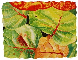 ©2005 Jan Aronson Leaves #38 Watercolor & Gouache - Paper 17x22